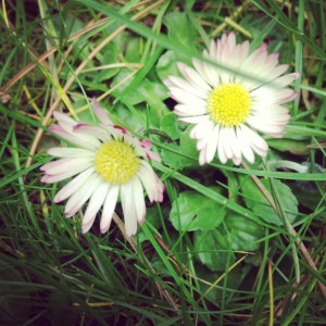daisy