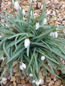 snowdrop