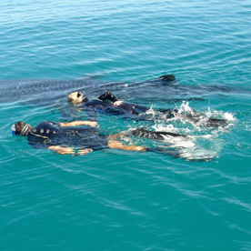 photo_Snorkeling_With_Whale_Sharks_In_Mexico_Snorkeling_With_Whale_Sharks