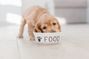 Caring For A New Puppy