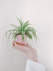 crop woman showing potted plant with green leaves at home