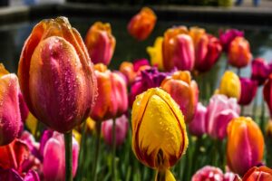 Tulip Fields: The Prettiest Spots in the Netherlands